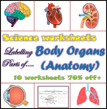Preview of Science worksheet bundle: Anatomy of Body Organs (10 worksheets, 70% off)