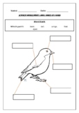 Parts Of A Bird Worksheets & Teaching Resources | TpT