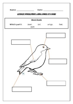 Preview of Science worksheets: Label parts of a bird