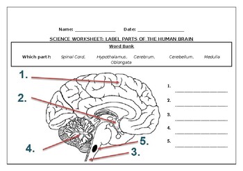 parts of the brain for kids worksheet