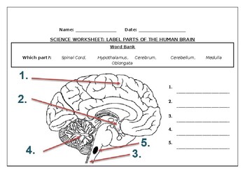 Preview of Science worksheets: Label parts of a human brain