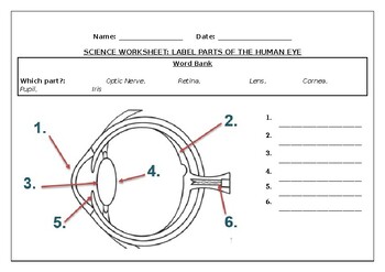 Preview of Science worksheets: Label parts of a human eye