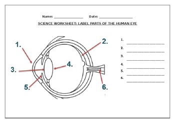 parts of the eye for grade 2