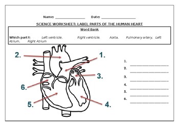 Preview of Science worksheets: Label parts of a human heart