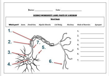 Preview of Science worksheets: Label parts of a neuron