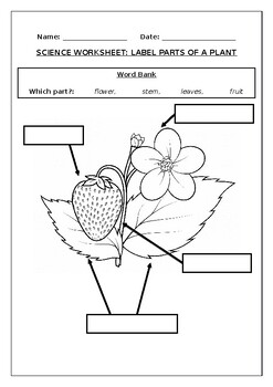 Preview of Science worksheets: Label parts of a plant