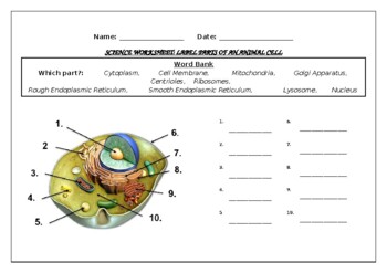 Preview of Science worksheets: Label parts of the Animal Cell