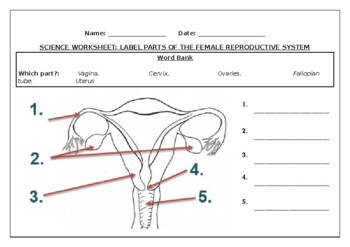 Science Worksheets Label Parts Of The Female Reproductive System