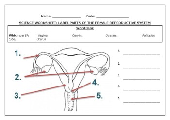 Preview of Science worksheets: Label parts of the female reproductive system