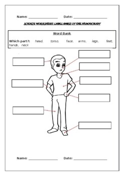 science worksheets label parts of the human body by science workshop