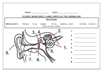 Preview of Science worksheets: Label parts of the human ear