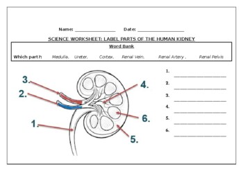Preview of Science worksheets: Label parts of the human kidney