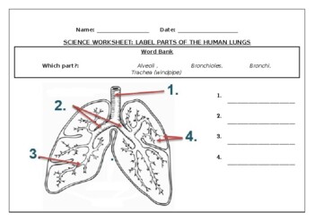 Preview of Science worksheets: Label parts of the human lungs