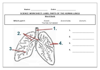 Lung Diagram No Labels