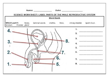 Preview of Science worksheets: Label parts of the male reproductive system