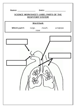 Preview of Science worksheets: Label parts of the respiratory system