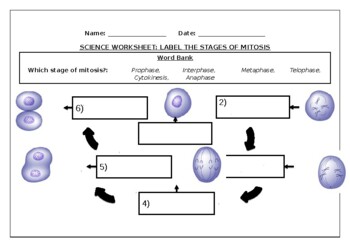 Preview of Science worksheets: Label the stages of mitosis