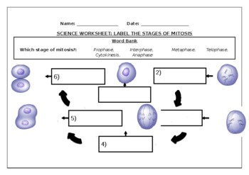 meiosis stages worksheet