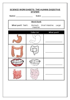 Preview of Science worksheets: Parts of the human digestive system
