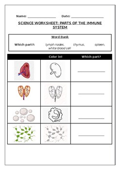 Preview of Science worksheets: Parts of the human immune system