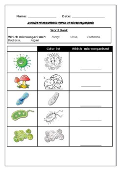 Preview of Science worksheets: Types Of Microorganisms