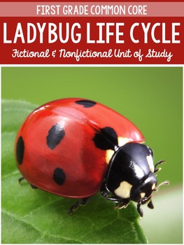 Preview of The Ladybug Life Cycle and The Grouchy Ladybug By Eric Carle