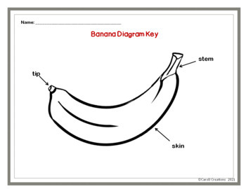 The Blue Banana model  Download Scientific Diagram