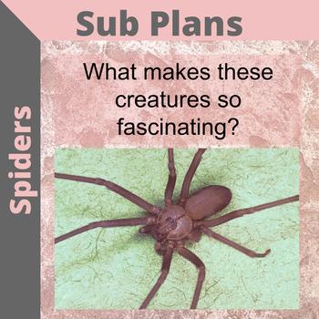 Preview of Scientific Literacy Sub Plan Enrichment Activity - Spiders