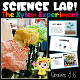 Scientific Method - The Xylem Experiment (Color Changing Flowers)