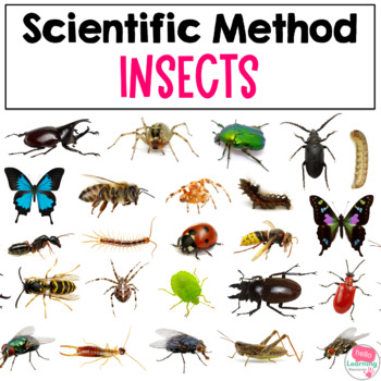 Preview of Scientific Method Activity | Insects