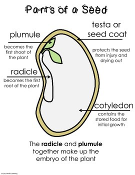 Scientific Method and Seeds- seed parts, germination, tropism and variables