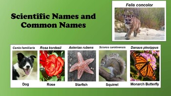 Scientific Names Vs. Common Names: Instructional Lecture Power Point