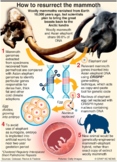 Scientists plan to bring back mammoth