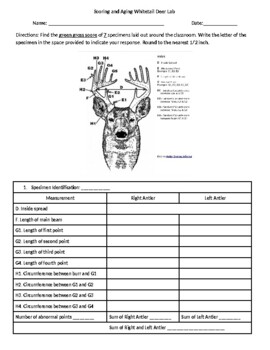 Preview of Scoring Whitetail Deer- Antler Scoring Lab Worksheet