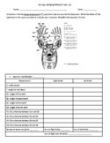 Scoring Whitetail Deer- Antler Scoring Lab Worksheet