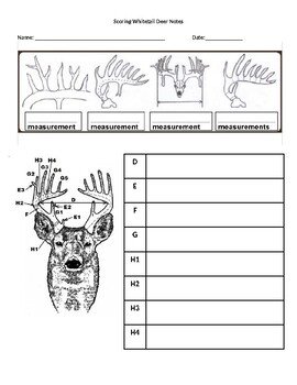Preview of Scoring Whitetail Deer Notes