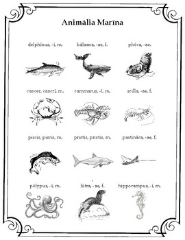Preview of Sea Animals - Latin Vocabulary
