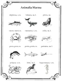 Sea Animals - Latin Vocabulary