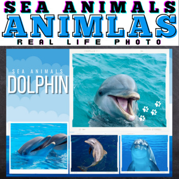 Preview of Sea Animals : Real Life Photos - Google Slides™ Included
