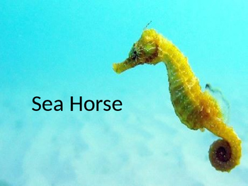 Preview of Sea Horse - Power Point facts information pictures