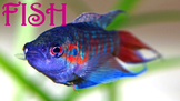 Fish - Powerpoint