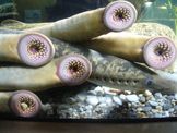 Sea Lamprey: A Menace to the Great Lakes Ecosystem