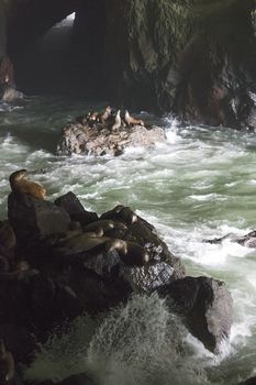 Preview of nature stock image Sea Lion Cave ( Steller Sea Lions) Oregon.