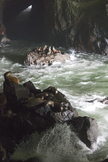 nature stock image Sea Lion Cave ( Steller Sea Lions) Oregon.