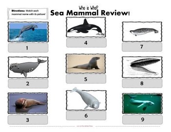 Sea Mammal Review Game by Juli Engel | TPT