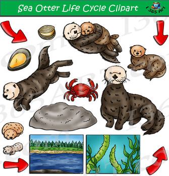 Preview of Sea Otter Life Cycle Clipart