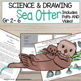 Sea Otter Marine Mammal Animal Directed Drawing | How to D