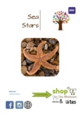 Sea Stars / Starfishes - Montessori 3-Part Cards