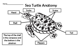 Preview of Sea Turtle Anatomy Labeling (Differentiated)