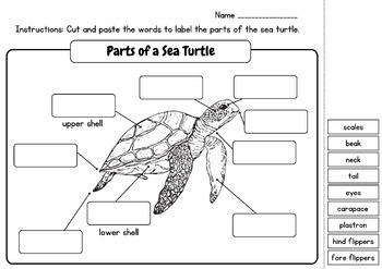 Sea Turtle BUNDLE: Body Parts and Life Cycle - Poster, Worksheets ...